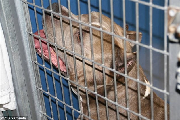 Bé gái 6 tháng tuổi bị chó Pit bull nuôi 9 năm cắn chết khi đang chơi trong xe tập đi - Ảnh 2.