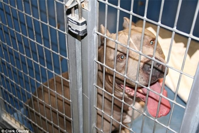 Bé gái 6 tháng tuổi bị chó Pit bull nuôi 9 năm cắn chết khi đang chơi trong xe tập đi - Ảnh 3.