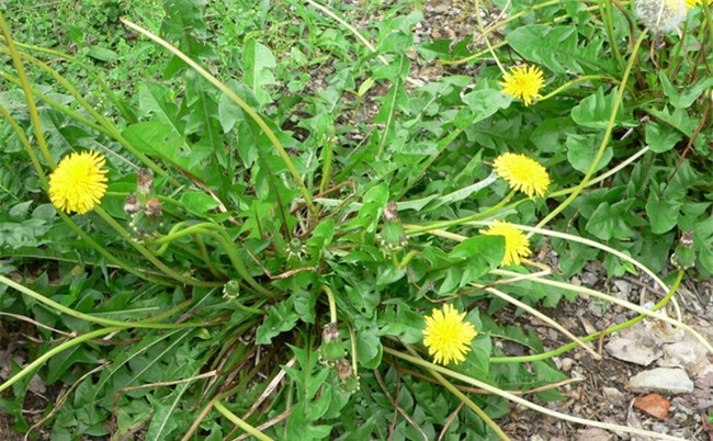 Một loại cây mọc hoang có ở Việt Nam: Dưỡng gan giải độc, làm sạch máu, giã rượu