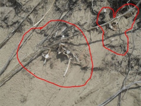 Phat hien bo xuong duoi ham cau o nha nghi pham giet vo hinh anh