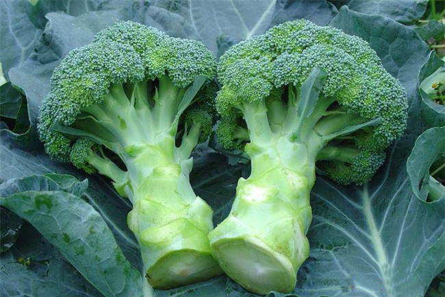 8 loại thực phẩm có tác dụng thải độc tốt nhất: Bạn nên biết sớm để ăn hợp lý - Ảnh 8.