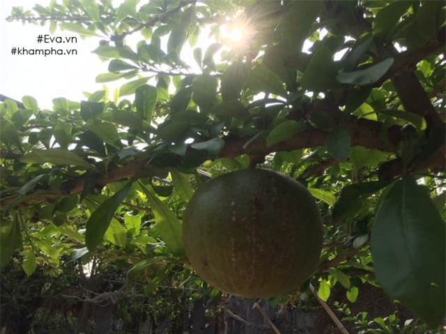 Chiêm ngưỡng nhà vườn 10.000m2 mà Giang còi” quyết không bán để mua chung cư nội đô-11