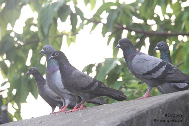 Chiêm ngưỡng nhà vườn 10.000m2 mà Giang còi” quyết không bán để mua chung cư nội đô-12