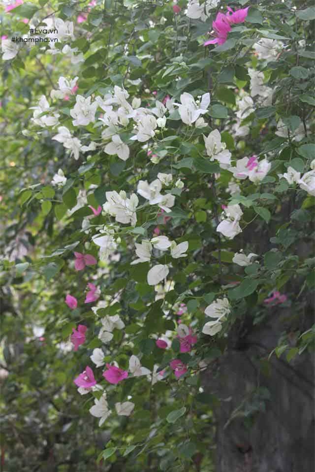 Chiêm ngưỡng nhà vườn 10.000m2 mà Giang còi” quyết không bán để mua chung cư nội đô-13