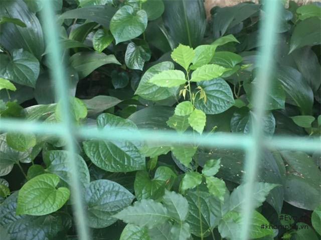 Chiêm ngưỡng nhà vườn 10.000m2 mà Giang còi” quyết không bán để mua chung cư nội đô-15