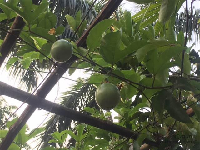 Chiêm ngưỡng nhà vườn 10.000m2 mà Giang còi” quyết không bán để mua chung cư nội đô-16