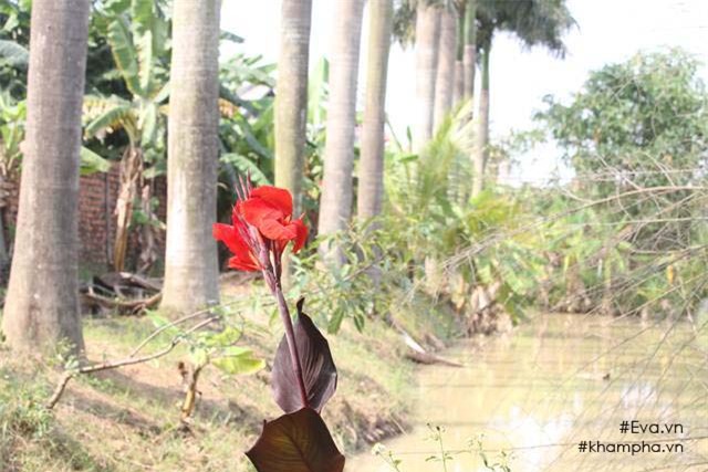 Chiêm ngưỡng nhà vườn 10.000m2 mà Giang còi” quyết không bán để mua chung cư nội đô-17