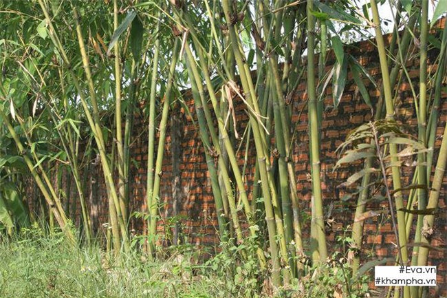 Chiêm ngưỡng nhà vườn 10.000m2 mà Giang còi” quyết không bán để mua chung cư nội đô-18