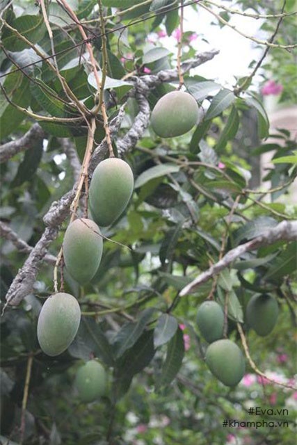 Chiêm ngưỡng nhà vườn 10.000m2 mà Giang còi” quyết không bán để mua chung cư nội đô-19