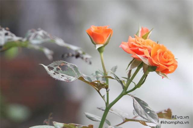 Chiêm ngưỡng nhà vườn 10.000m2 mà Giang còi” quyết không bán để mua chung cư nội đô-20