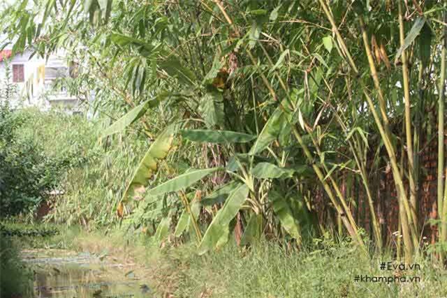 Chiêm ngưỡng nhà vườn 10.000m2 mà Giang còi” quyết không bán để mua chung cư nội đô-3