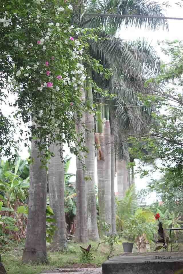 Chiêm ngưỡng nhà vườn 10.000m2 mà Giang còi” quyết không bán để mua chung cư nội đô-5