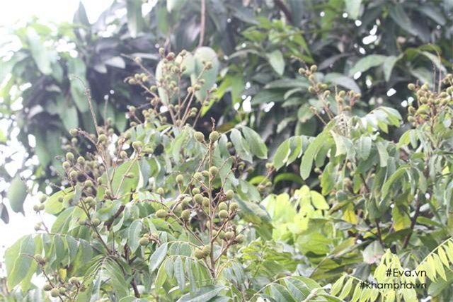 Chiêm ngưỡng nhà vườn 10.000m2 mà Giang còi” quyết không bán để mua chung cư nội đô-8