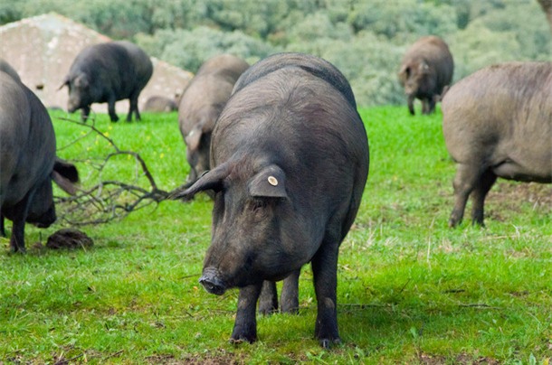 vi sao thit lon dat nhat viet nam gan trieu dong/kg van hut khach? hinh anh 2