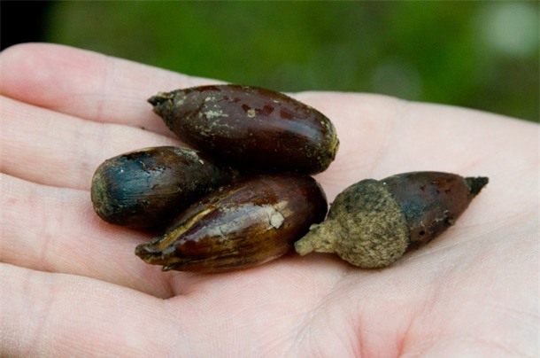 vi sao thit lon dat nhat viet nam gan trieu dong/kg van hut khach? hinh anh 3