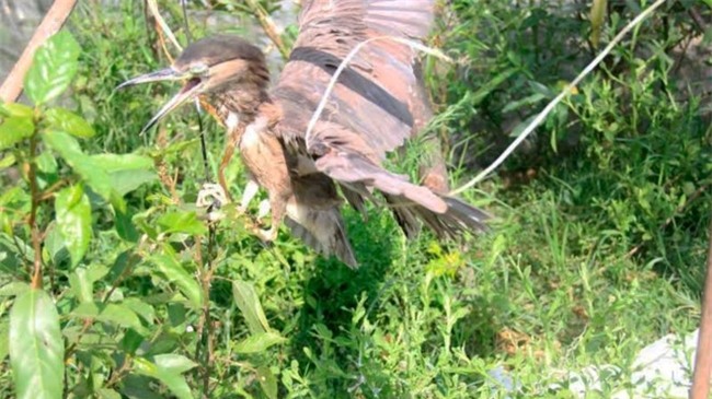 Am anh dan chim bi khau mat de nhu dong loai o Ha Tinh hinh anh 1