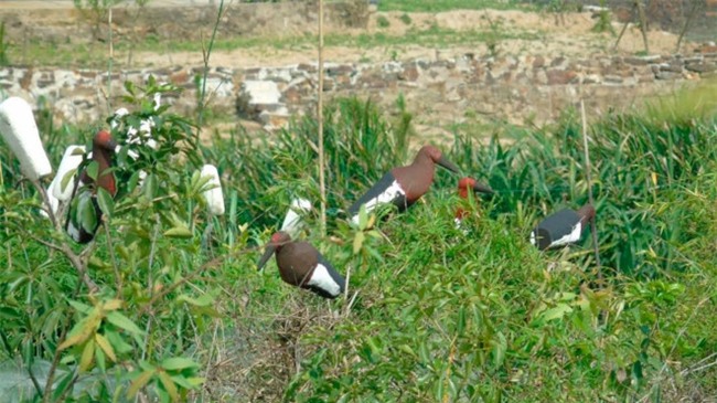 Am anh dan chim bi khau mat de nhu dong loai o Ha Tinh hinh anh 2