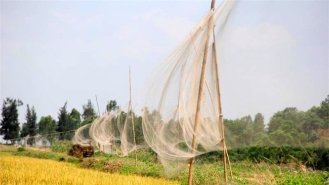 Am anh dan chim bi khau mat de nhu dong loai o Ha Tinh hinh anh 3
