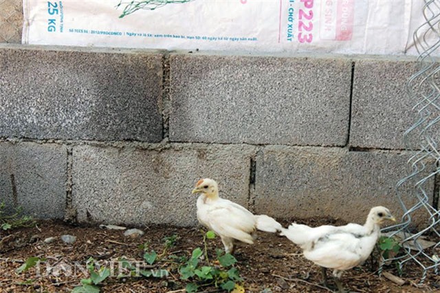 dac sac dan ga long trang “ti hon” co gia gan nua ty dong hinh anh 2