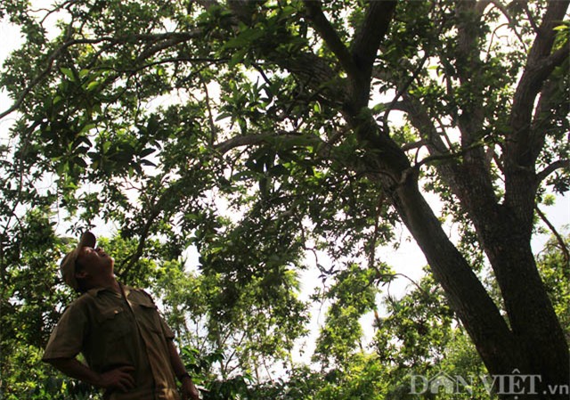 cây tiền tỷ, cây quý, nông sản