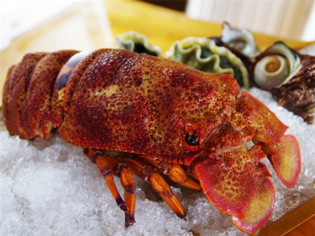 Tôm mũ ni đỏ loại có trọng lượng trên 2 kg một con có thể bán giá lên đến 3-5 triệu đồng/kg.