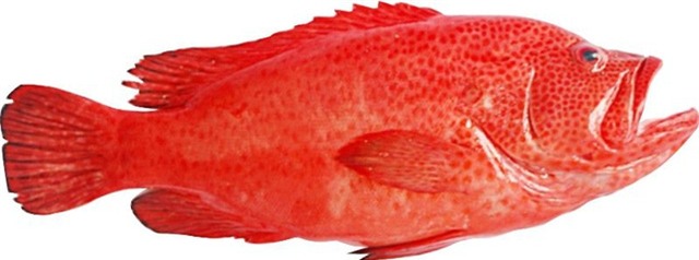 Một kg cá mú đỏ sống có giá cả triệu đồng, song vẫn không có hàng để bán.