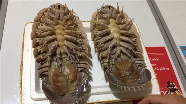 đặc sản biển, đặc sản nhà giàu, đặc sản lạ