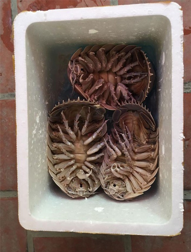 đặc sản biển, đặc sản nhà giàu, đặc sản lạ