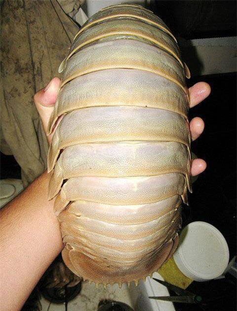 đặc sản biển, đặc sản nhà giàu, đặc sản lạ