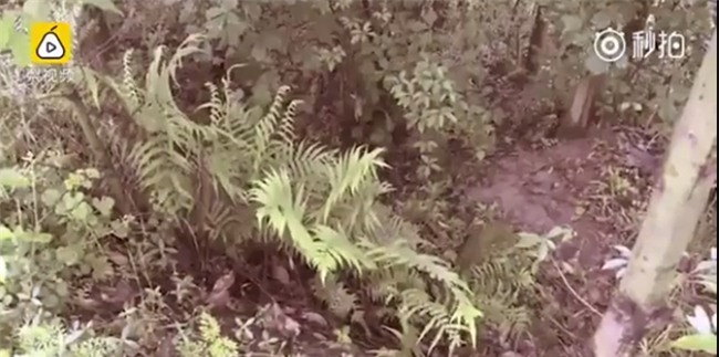 Thấy thú cưng điên cuồng đào bới đất, chủ nhân chạy ra và phát hiện bé trai 1 tháng tuổi bị chôn sống - Ảnh 3.