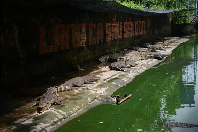 cá sấu, thương lái, nông dân