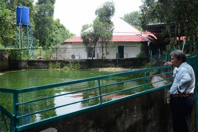 cá sấu, thương lái, nông dân