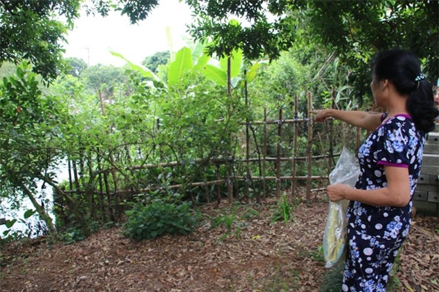 Xung quanh nhà bà Mến bị rào kín bởi các em chồng