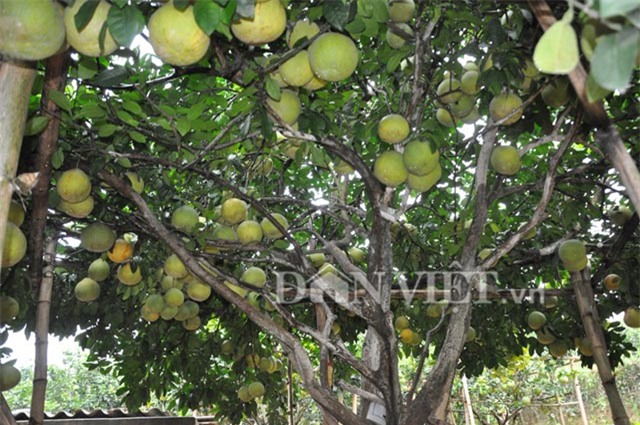 cây ăn quả, siêu quả, cây tiền tỷ, cây quý, nông sản,