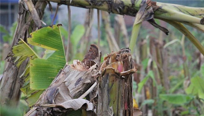 phá hoại tài sản, giang hồ đất Cảng, Hải Phòng