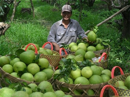 thuong lai trung quoc yeu cau mua buoi kieu... la doi hinh anh 1