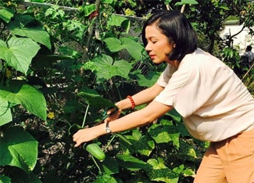 Việt Trinh, Diễn viên Việt Trinh, sao việt