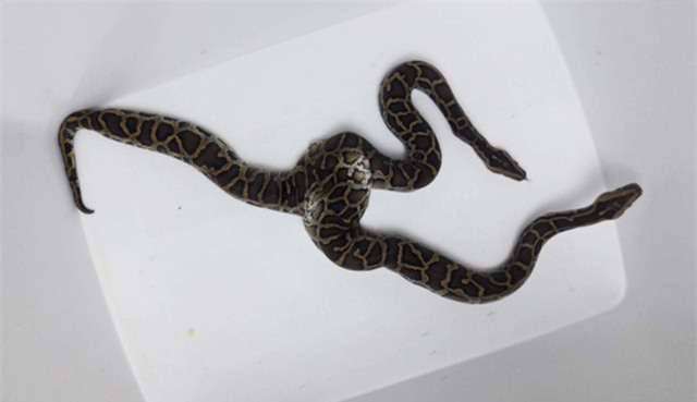 thú chơi, thú dữ, chim cảnh, cá cảnh