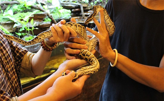 thú chơi, thú dữ, chim cảnh, cá cảnh