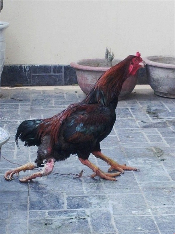 thú chơi, thú dữ, chim cảnh, cá cảnh