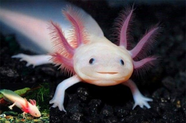 thú chơi, thú dữ, chim cảnh, cá cảnh