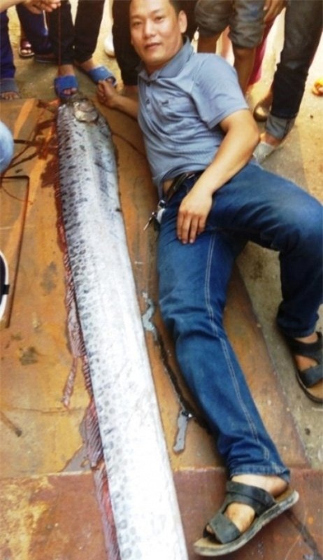 thú chơi, thú dữ, chim cảnh, cá cảnh