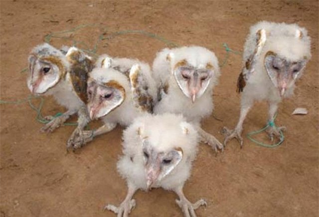 thú chơi, thú dữ, chim cảnh, cá cảnh