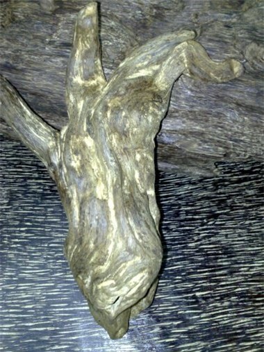 phu trầm, trầm hương, lộc trời, tìm trầm