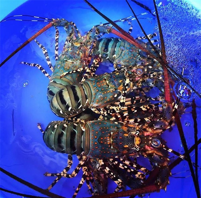 Hè này phải đi Tứ Bình - 4 “tiểu Maldives” hoang sơ của Việt Nam! - Ảnh 30.