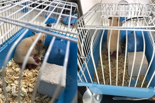 Vợ ấm ức tố mình ốm, chồng úp phở ăn liền qua bữa, bồ đẻ, chồng sai mua trứng gà, phô mai tẩm bổ - Ảnh 5.