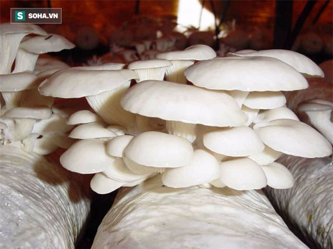 7 món nấm phổ biến tốt nhất cho sức khỏe: Tận dụng tốt sẽ đỡ uống thuốc - Ảnh 1.