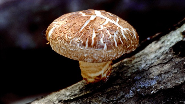 7 món nấm phổ biến tốt nhất cho sức khỏe: Tận dụng tốt sẽ đỡ uống thuốc - Ảnh 4.