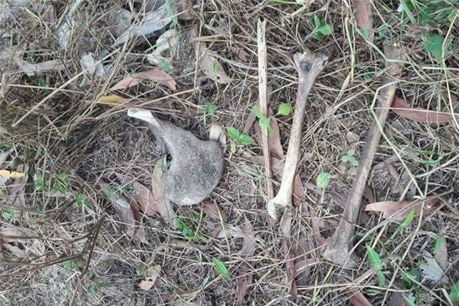 giết người, phi tang xác, phi tang, giấu xác, giết người tình