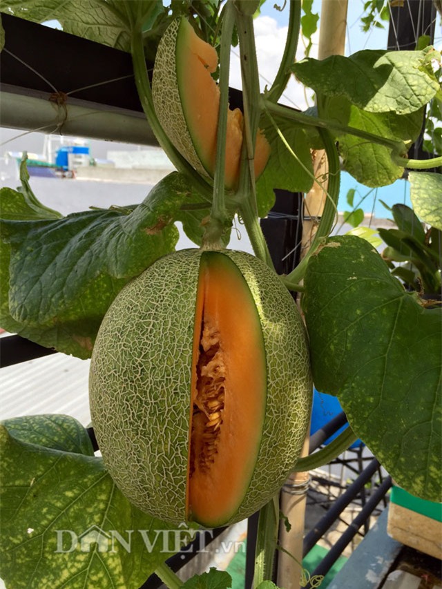 nong dan pho bay cach trong dua luc liu nhu 